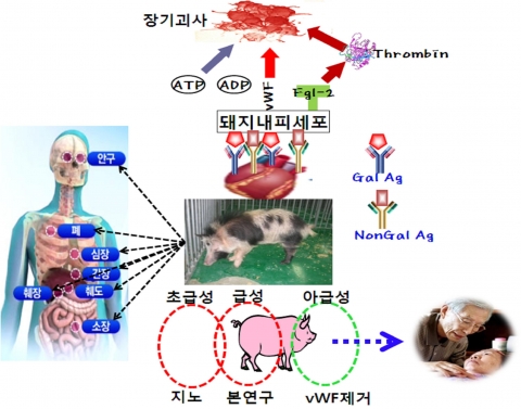 건국대 연구팀이 면역거부 크게 줄인 장기이식 복제돼지 생산에 성공헀다.
