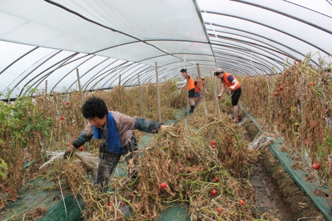 한화생명 신입사원 83명이 6일(토) 1사1촌 자매결연 마을인 충남 청양군 아산리마을에서 농촌봉사활동을 실시했다. 방울토마토 줄기 철거작업, 꽈리고추 따기, 콩 심기 등을 하는 모습