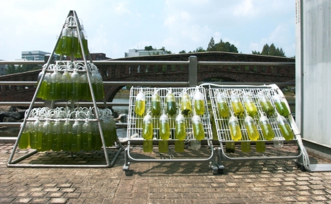 건국대 학생들이 개발한 조류나무 모습