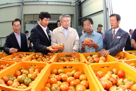 상옥슬로우시티 수출토마토 공동선별장을 방문한 박승호 포항시장은 토마토 선별작업에 참여하고 농업인들의 애로사항을 청취했다.