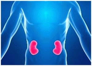 만성신장질환의 역학적 예측 보고서가 발간됐다.