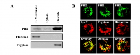 건국대 연구팀이 알레르기의 주원인이 되는 비만세포*를 활성화시키는 단백질의 정체를 밝혀냈다.