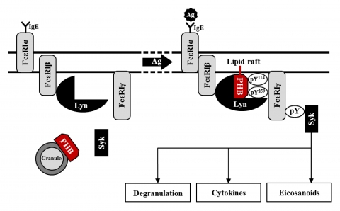 건국대 연구팀이 알레르기의 주원인이 되는 비만세포*를 활성화시키는 단백질의 정체를 밝혀냈다.