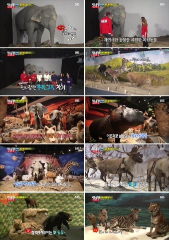 아이유, 박명수가 늑대와 양 콘셉트로 한판 대결을 펼쳤다. 세계동물대탐험전Ⅱ 사라진 동물들을 찾아서 전쟁기념관 기획전시실 전시장내 이미지(SBS런닝맨 화면캡쳐 이미지)