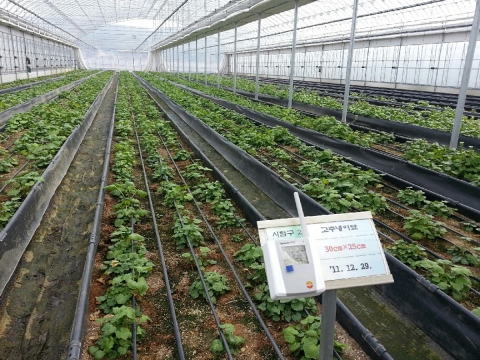 테스토코리아 사베리스 사용