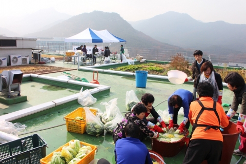 2013년 11월 15일 서울대학교 옥상에서 학생, 직원, 주민들이 모여 김장을 담그고 있다.