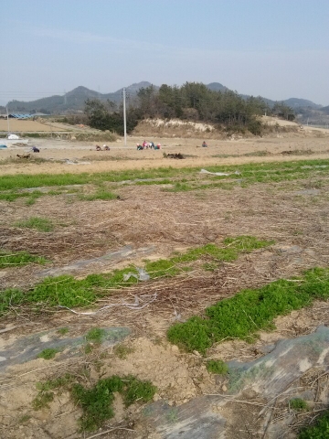 2만여 평의 개똥쑥 전문 농장 전경이다.