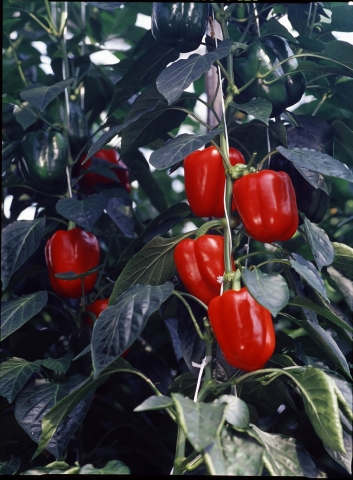 친환경 기술로 재배한 파프리카오아로