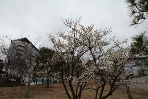 우수인 19일, 동명대 캠퍼스 곳곳에 매화꽃이 한창이다.