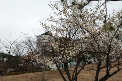 우수인 19일, 동명대 캠퍼스 곳곳에 매화꽃이 한창이다.