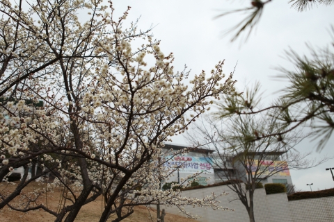 우수인 19일, 동명대 캠퍼스 곳곳에 매화꽃이 한창이다.