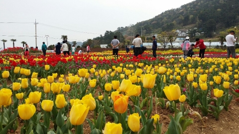 개막 첫날이 평일임에도 불구하고 축제장에 가족, 연인 단위의 많은 관광객이 찾아와 남해의 봄을 만끽하고 있다.