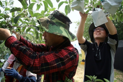 충남발전연구원(원장 강현수)은 지난 5월 23일 충남 예산군 사과농장 일대에서 봉사활동을 가졌다.