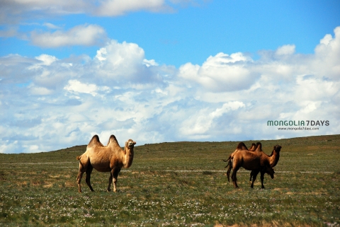 몽골을 여행하다 보면 심심치 않게 야생동물을 마주치기도 한다.
