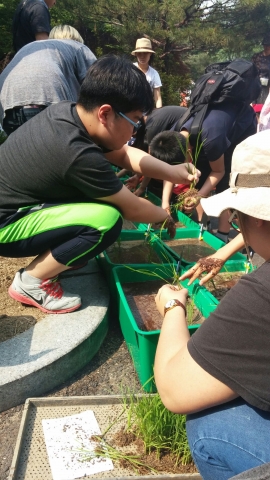 서울시립 서울유스호스텔에서 열린 남산숲 자연학교에서 어린이 참가자가 논상자에 토종벼 모내기를 하고 있다.