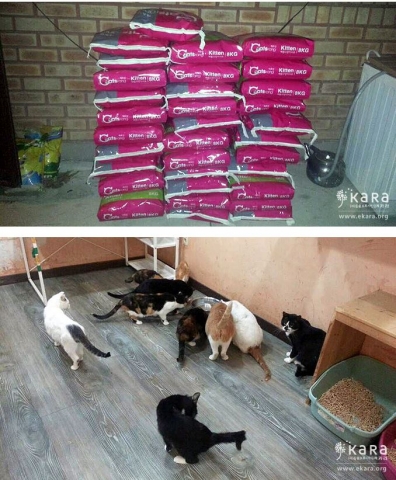 투쿨포스쿨이 기부한 사료를 받은 길고양이