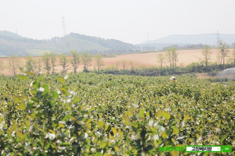 고창베리팜이 아로니아 수확을 앞두고 본격적으로 생과 판매 예약을 실시한다.