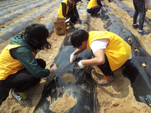 자원봉사자들이 감자 심기를 하는 모습이다.