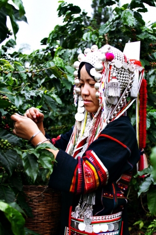 아카족 전통 복장을 입고 커피를 따는 모습이다.