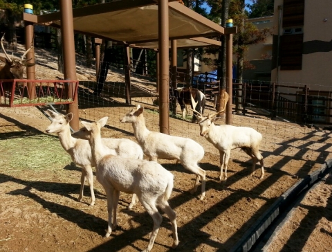 삼정더파크 동물원은 백사슴으로 불리는, 다마사슴 4마리를 일반에 선보이고 있다.