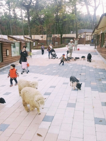 부산 유일의 동물원인 삼정더파크에는 동물들이 서로를 관람하는 진풍경이 벌어지고 있다.