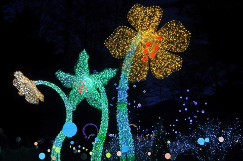 아침고요수목원은 겨울밤 정원에 쏟아지는 아름다운 별빛 축제를 개최한다.