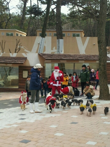 겨울동물왕국 축제의 인기프로그램인 동물퍼레이드