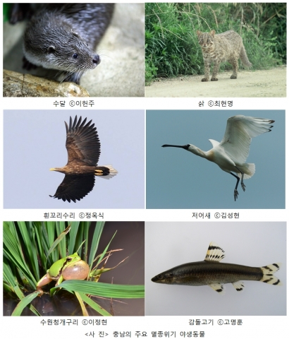 충남 도내 주요 멸종위기종들