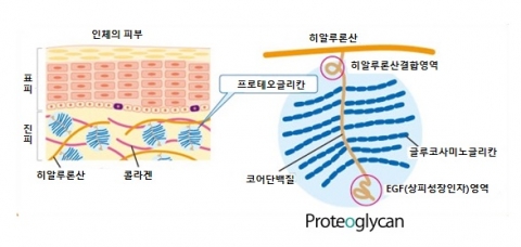 프로테오글리칸의 구조 이미지