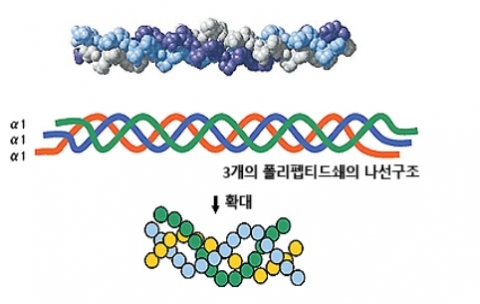 비변성2형콜라겐의 구조도 (3중나선형)