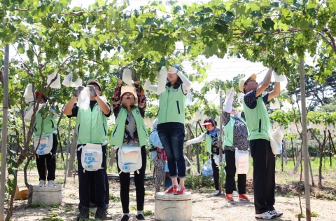 우정공무원교육원 교직원들이 천안시 성거읍 모전1리 포도농가에서 포도 봉지씌우기 작업을 하고 있다