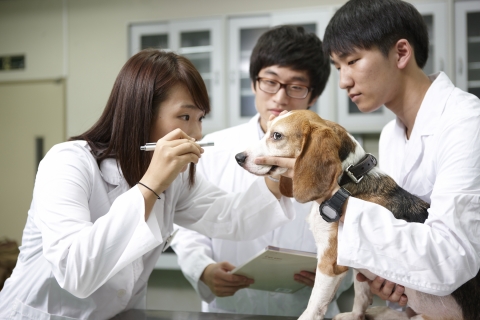 반려견을 키우는 사람들이 강아지와 입맞춤 등 밀접한 신체적 접촉을 해도 구강 내 세균 전염 가능성은 낮다는 연구결과가 나왔다.