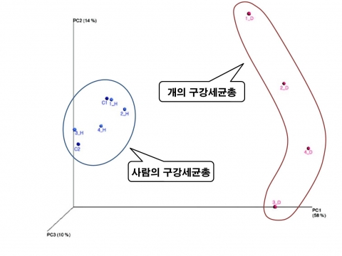 반려견을 키우는 사람들이 강아지와 입맞춤 등 밀접한 신체적 접촉을 해도 구강 내 세균 전염 가능성은 낮다는 연구결과가 나왔다.