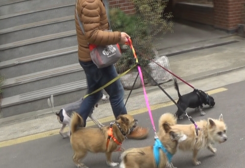 도심에서 각각 다른 가정의 반려견 다섯 마리와 도그워킹 실습 장면