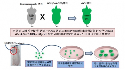 Oct4-GFP를 발현하는 역분화유도 생쥐(reprogrammable mouse)에서 생성된 테라토마에서 체내 유도만능줄기세포 배양하는 방법