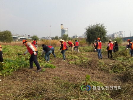 하천변 생태계교란 위해식물을 제거하고 있는 환경실천연합회 자원봉사자들