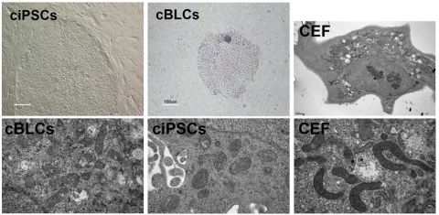 닭 유도만능줄기세포(cIPSCs), 닭 blastoderm 세포(cBLCs), 닭 섬유아세포(CEF) 콜로니 및 각 세포에서의 미토콘드리아 형태(전자현미경)