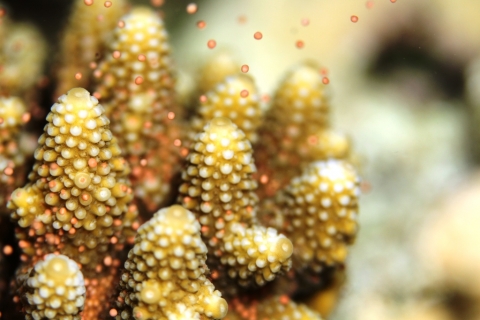 몰디브에서는 일년에 한번 수백만 개의 산호가 동시에 알을 뿜어내 마치 바다 속에서 눈보라가 이는 듯한 자연현상을 볼 수 있다