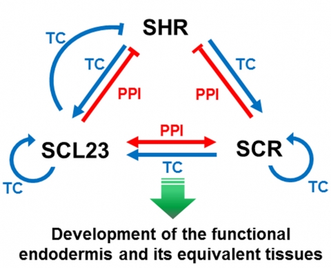 SHR-SCR-SCL23 전사조절인자 간 상호작용이 내피(endodermis) 형성에 주요한 역할을 해 식물 지상부의 중력에 대한 반응 조절에 관여한다는 사실을 밝혔다.