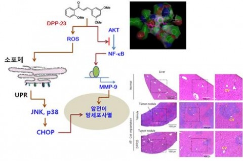 DPP-23 화합물은 소포체 스트레스 반응을 통하여 암세포사멸을 유도하고, Akt 효소에 결합하여 MMP-9 유전자 발현을 억제시킴으로써 유방암세포의 전이능을 차단하였다