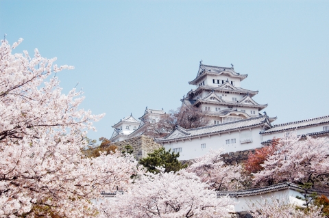 벚꽃이 만개한 오사카성 전경