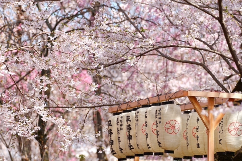 호텔스닷컴이 떠오르는 일본 인기 벚꽃 여행지 Top 8을 발표했다