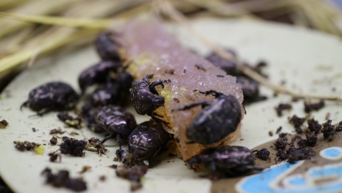 벅스마루 신아영 대표가 아로니아를 활용하여 개발한 아로니아 곤충 젤리를 먹고 있는 성충