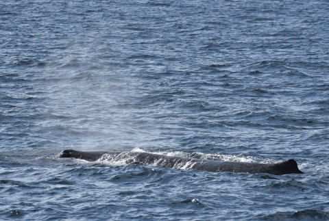 국립수산과학원 고래연구센터가 10월 27일 오전 10시경 포항시 구룡포 동방 10마일 해상에서 향고래 6마리를 발견했다고 밝혔다