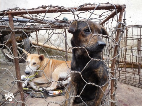 Dog Meat Free Indonesia가 인도네시아 동물 거래시장에서 벌어지고 있는 동물 학대행위를 폭로했다. 사진은 인도네시아 동물 거래시장에서 개들이 케이지에서 대기하고 있다