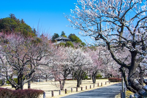 여행박사가 일본 도쿄행 이바라키 항공권을 출시했다. 사진은 봄꽃이 만발한 카이라쿠엔 공원