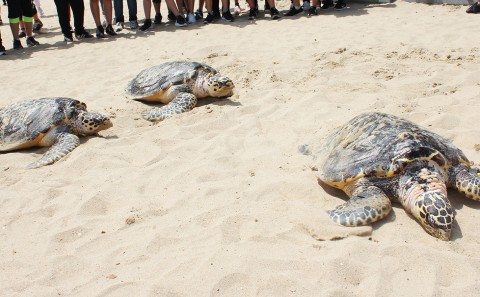 SEA LIFE 부산아쿠아리움이 세계 거북이의 날을 맞아 바다거북 일광욕을 진행한다