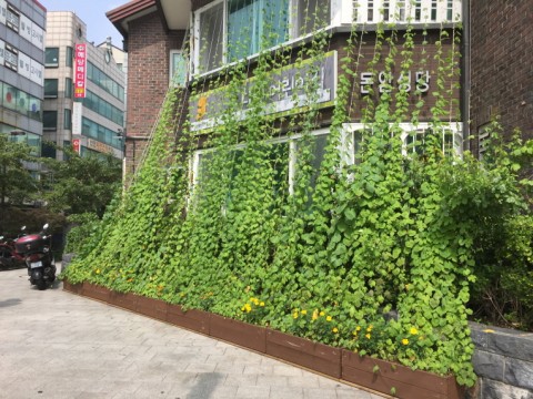 가든프로젝트가 2017년 성북구에 조성한 그린커튼사업