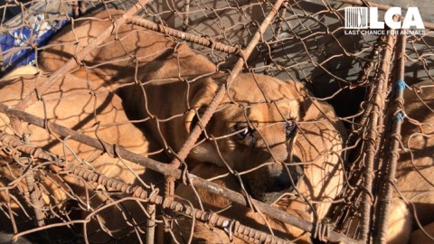 한국의 한 개고기 농장에 갇혀 있는 개들