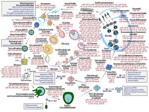 마이크로RNA 생식세포의 발생 및 분화에 따른 세포 특이적 역할에 대한 단면도